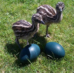 emu chicks.jpg