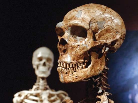 NeanderthalandHumanSkulls.jpg